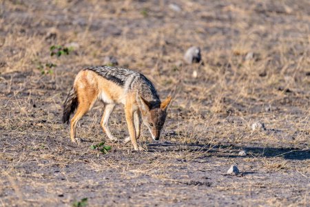 Gros plan d'un chacal à rayures latérales Canis Adustus errant dans le parc national de Chobe, au Botswana, tôt le matin.