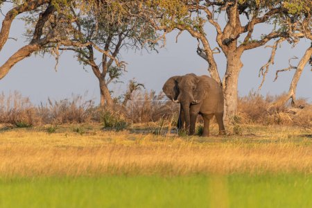 Foto de Telefoto de un elefante africano-Loxodonta Africana- pastando en las orillas del río Okavango, en el delta del Okavango, Botsuana, alrededor del atardecer. - Imagen libre de derechos