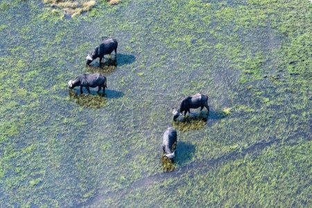 Arial telephoto shot of an African Buffalo -Syncerus caffer- grazing in the Okavango Delta wetlands, Botswana.