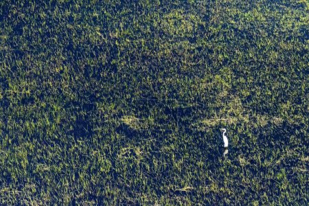 Une grande aigrette solitaire debout dans le delta de l'okavango.