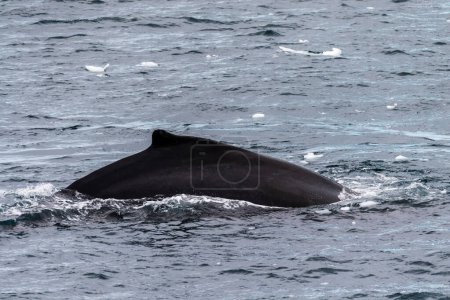 Photo for Close-up of the back of a diving humpback whale -Megaptera novaeangliae- including the dorsal fin and blow hole. Image taken inear the entrance of the Lemaire channel, in the Antarctic peninsula. - Royalty Free Image