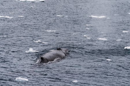 Foto de Primer plano de la parte posterior de una ballena jorobada de buceo Megaptera novaeangliae- incluyendo la aleta dorsal y el agujero del soplo. Imagen tomada en la entrada del canal Lemaire, en la península Antártica.. - Imagen libre de derechos