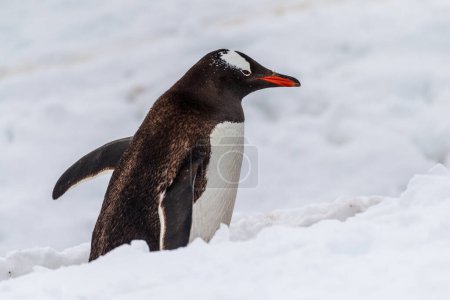 Photo for Close-up of a Gentoo Penguin -Pygoscelis papua- walking along a penguin highway in a snowy landscape of the colony at Danco island, on the Antarctic Peninsula - Royalty Free Image