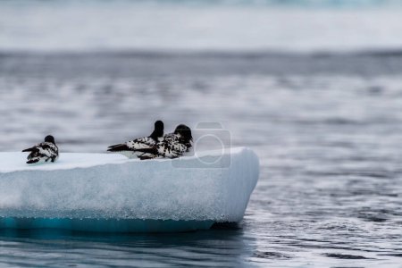 Primer plano de cuatro Cape Petrels - Daption capense- descansando en un iceberg cerca de la isla Danco, en la Península Antártica