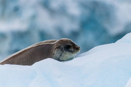 Photo for Close-up of a Weddell seal -Leptonychotes weddellii- resting on a small iceberg near Danco Island on the Antarctic peninsula - Royalty Free Image