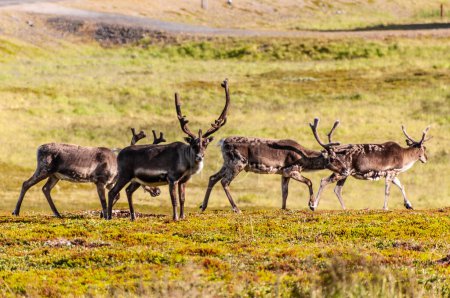 Photo for Telephot shot of a group of running reindeer in Northern Norway. - Royalty Free Image