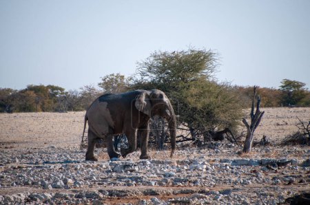 Foto de Telefoto de un elefante africano gigante Loxodonta Africana- acercándose a un pozo de agua en las llanuras del Parque Nacional Etosha, Namibia. - Imagen libre de derechos