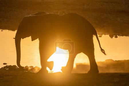Foto de Imagen retroiluminada de un grupo de elefantes africanos, Loxodonta Africana, bañándose en un pozo de agua en el Parque Nacional Etosha, Namibia - Imagen libre de derechos
