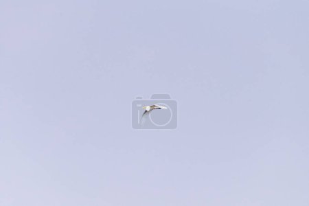 Téléchargez les photos : Téléobjectif d'une grande aigrette blanche - Ardea alba- en vol au-dessus du delta de l'Okavango, Botswana. - en image libre de droit
