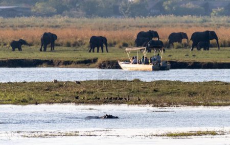 Telefoto de un barco safari turístico observando una manada de elefantes en el Chobe National par, Botswana, mientras era observado por un hipopótamo.