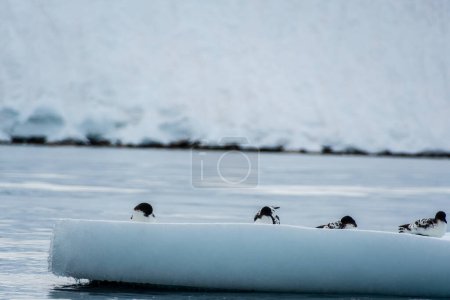 Photo for Close-up of four Cape Petrels - Daption capense- resting on an iceberg near Danco Island, on the Antarctic Peninsula - Royalty Free Image