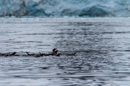 Teleaufnahme einer Gruppe Gentoo-Pinguine -Pygoscelis papua- beim Springen und Schwimmen im antarktischen Meereis. Antarktische Halbinsel.