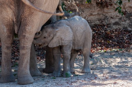 Nahaufnahme einer Wüstenelefantin und ihres fütternden Kälbchens, irgendwo in Namibia.