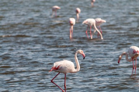 Große Flamingos - Phoenicopterus roseus- an der Küste der Walvisbucht, Namibia.