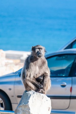 Primer plano de un babuino, papio ursinus, sentado en un aparcamiento en Cape of Good Hope, Sudáfrica.