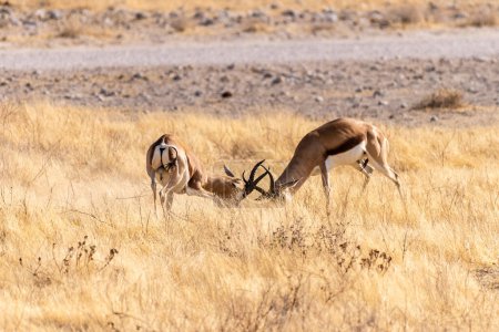 Téléchargez les photos : Tir téléobjectif de deux Impalas - Aepyceros melampus - se livrant à un combat face à face. - en image libre de droit