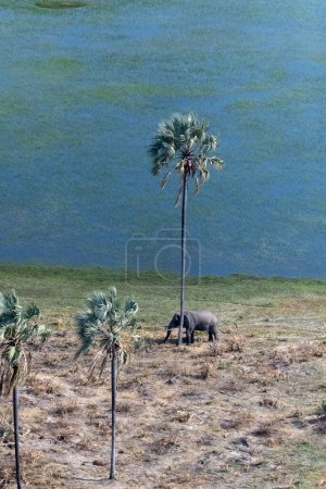 Foto de Aerial Telephoto shot of an African Elephant standing close to a palm tree, about to rub its head against it. Okavango Delta, Botswana. - Imagen libre de derechos