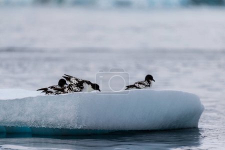 Nahaufnahme von vier Sturmvögeln - Daption capense- ruht auf einem Eisberg in der Nähe der Insel Danco auf der antarktischen Halbinsel