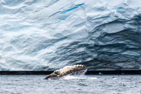Téléchargez les photos : Gros plan de la nageoire latérale d'un rorqual à bosse qui se nourrit - Megaptera novaeangliae- reprend le fond d'un glacier, près du passage Graham et de la baie Charlotte sur la péninsule Antarctique - en image libre de droit