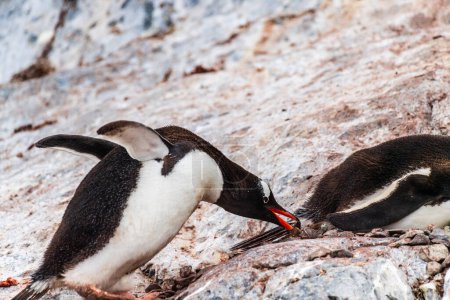 Nahaufnahme eines Gentoo-Pinguins -Pygoscelis papua- mit einem Felsen im Schnabel auf der Insel Cuverville auf der antarktischen Halbinsel