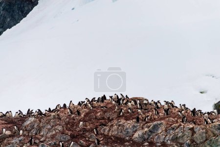 Blick auf die Gentoo Penguin -Pygoscelis papua- Kolonie auf der Insel Cuverville auf der antarktischen Halbinsel