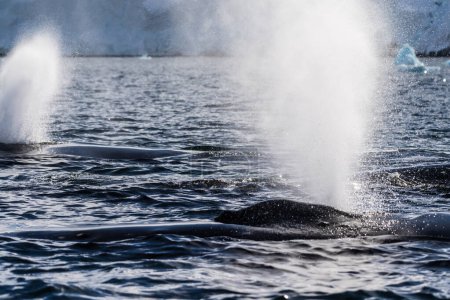 Foto de Primer plano de la parte posterior de una ballena jorobada de buceo Megaptera novaeangliae- incluyendo la aleta dorsal y el agujero del soplo. Imagen tomada en el pasaje de Graham, cerca de la isla Trinidad, en la península Antártica. - Imagen libre de derechos