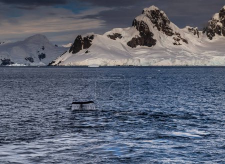 Téléchargez les photos : Impression d'un rorqual à bosse plongeur près du passage Graham dans la péninsule Antarctique. - en image libre de droit