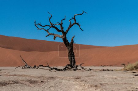 Téléchargez les photos : Landscape shot of the iconic dead trees of the Namibian deadvlei area. - en image libre de droit
