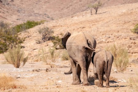 Gros plan de deux éléphants du désert africain - Loxodonta Africana- errant dans le désert du nord-ouest de la Namibie.