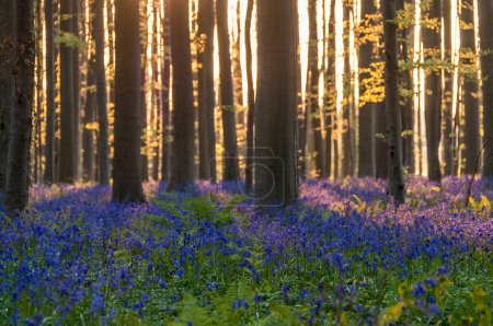 Téléchargez les photos : Le soleil levant illuminant un parterre de bluebells dans les Hallerbos, tôt le matin du printemps
. - en image libre de droit
