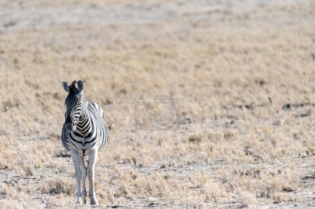 Photo for A Burchells Plains zebra -Equus quagga burchelli- standing on the plains of Etosha National Park, Namibia. - Royalty Free Image