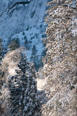 Photo for Exterior of snow-covered trees on a brisk sunny winter morning in Yosemite national park. - Royalty Free Image