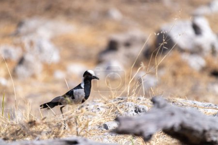 Téléphoto d'un forgeron remontant Vanellus armatus dans le parc national d'Etosha, Namibie