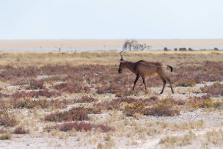 Closeup of two Red Hartebeest - Alcelaphus buselaphus Caama- also known as the Kongoni, or Cape Hartebeest on the plains of Etosha National Park.
