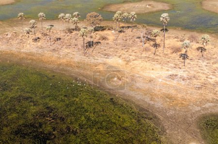 Foto de Una impresión aérea del delta del Okavango, Botsuana, vista desde un helicóptero. - Imagen libre de derechos