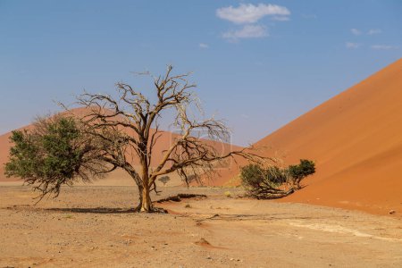 Düne 45, im namibischen sossusvlei, an einem stürmischen Nachmittag mit eingeschränkter Sicht