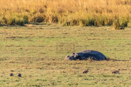 Teleaufnahme eines am Ufer des Chobe-Flusses ruhenden Nilpferdes, Nilpferd-Amphibie, Chobe-Nationalpark, Botswana.