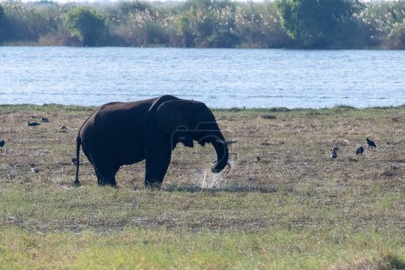 Téléchargez les photos : Telephoto shot of an African Elephant feeding itself on the banks of the Chobe River. Chobe National Park, Botswana. - en image libre de droit