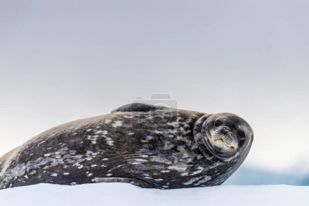 Close-up of a Weddell seal -Leptonychotes weddellii- resting on a small iceberg near Cuverville Island on the Antarctic peninsula