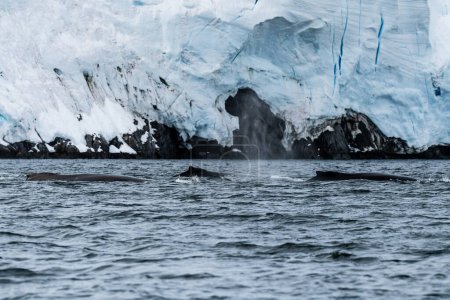 Téléchargez les photos : Gros plan de l'arrière d'un rorqual à bosse plongeur - Megaptera novaeangliae- y compris la nageoire dorsale et le trou de soufflage. Image prise dans le passage Graham, près de l'île de la trinité, dans la péninsule Antarctique. - en image libre de droit
