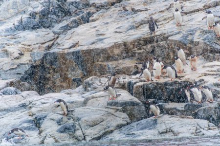 Eine Gruppe Gentoo Penguin -Pygoscelis papua- steht auf einem Felsen in der Nähe der Primavera Base auf der antarktischen Halbinsel
