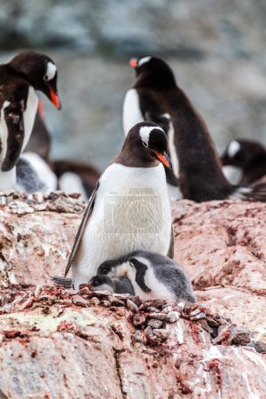 Nahaufnahme eines Gentoo-Pinguins -Pygoscelis papua- auf seinem Nest auf der Insel Cuverville auf der antarktischen Halbinsel