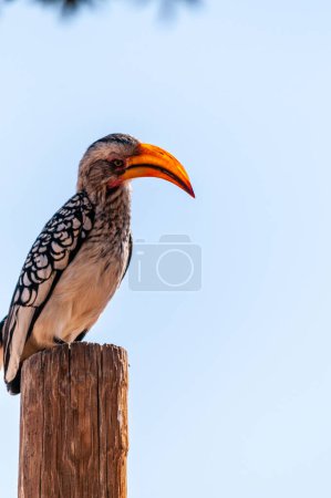 A Southern yellow-billed hornbill -Tockus leucomelas- sitting on a branch of a tree