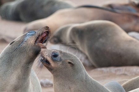 Zwei aggressiv dreinblickende Robben, die im Begriff sind, sich zu bekämpfen. Skelettküste, Namibia