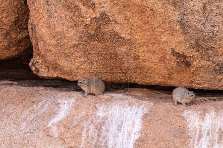 El Hyrax, o Dassie-Procavia capensis- es el pariente evolutivo más cercano del elefante. Visto aquí trepando sobre las rocas cerca de Spitzkoppe, Namibia.