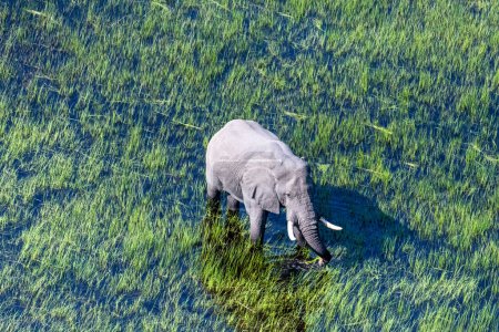 Téléchargez les photos : Aerial telephoto shot of an African Elephant wading through the shallow waters of the Okavango Delta in Botswana. - en image libre de droit