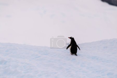 Nahaufnahme eines Gentoo-Pinguins -Pygoscelis papua- auf einem Eisberg in der Nähe der Insel Cuverville auf der antarktischen Halbinsel