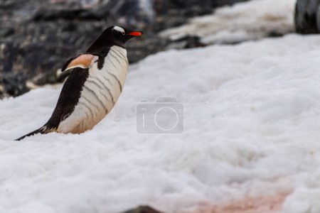 Teleaufnahme eines Gentoo Penguin -Pygoscelis papua- auf einem im Neuschnee angelegten Penguin Highway auf der Insel Cuverville.