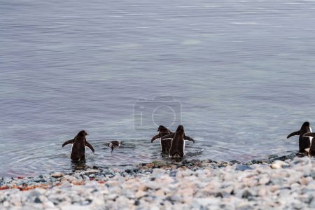 Teleaufnahme einer Gruppe Gentoo-Pinguine -Pygoscelis papua- entlang der felsigen Küste der Insel Cuverville auf der antarktischen Halbinsel