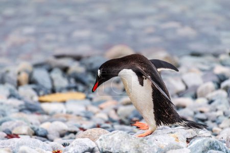 Teleaufnahme eines Gentoo Penguin -Pygoscelis papua- beim Spazierengehen entlang der felsigen Küste der Insel Cuverville auf der antarktischen Halbinsel